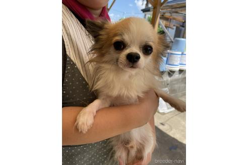 販売中のチワワ(ロングコート)の親犬